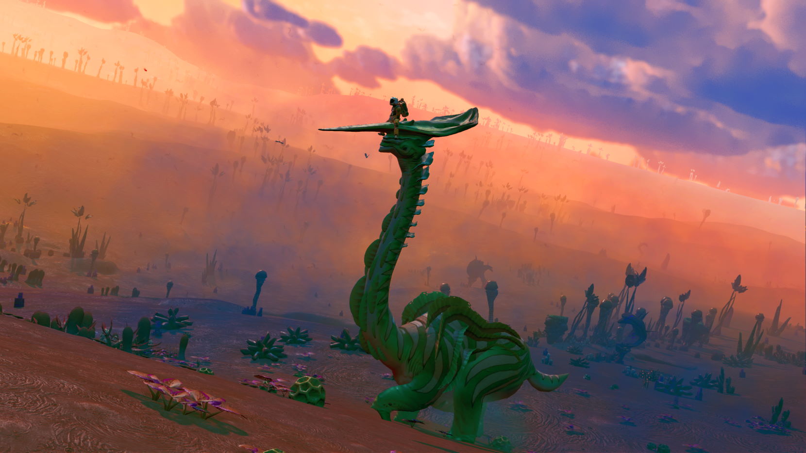 Rising a majestic diplo at sunset